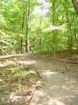 The beginning of Lower Riverview Trail in Frick Park...Ahh...
